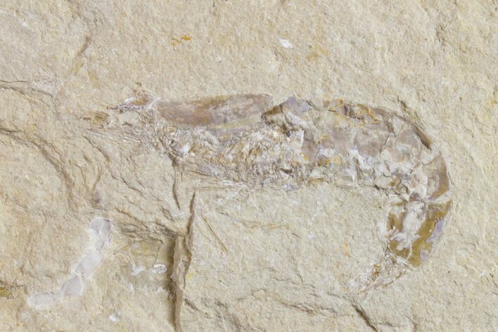 Cretaceous Fossil Shrimp - Lebanon #154565